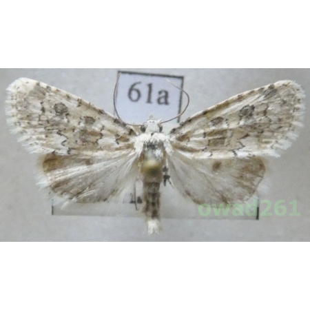 Bryophila domestica (Hufnagel, 1766) Czech61a